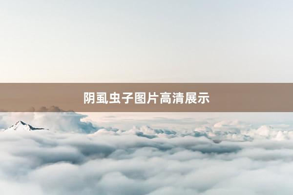 阴虱虫子图片高清展示